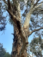 Eucalyptus leucoxylon leucoxylon