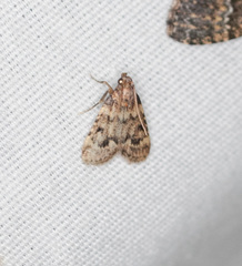 Aglossa disciferalis