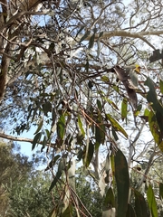 Eucalyptus leucoxylon leucoxylon