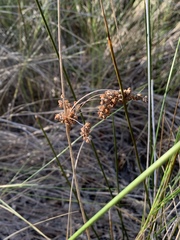 Juncus roemerianus