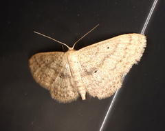 Scopula hypochra