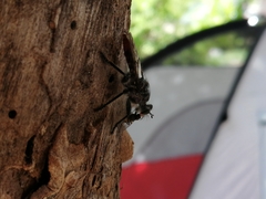 Andrenosomatini