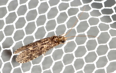 Annulipalpia