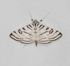 Conchylodes concinnalis