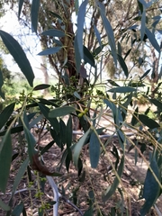 Eucalyptus rubida