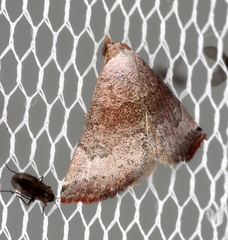 Mataeomera mesotaenia