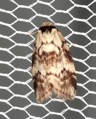 Thallarcha leptographa