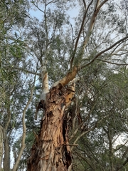 Eucalyptus rubida