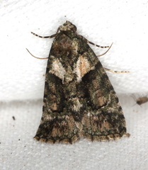 Pherechoa crypsichlora