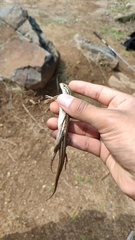 Aspidoscelis mexicanus