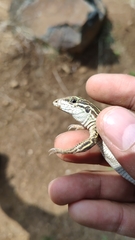 Aspidoscelis mexicanus