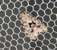 Thallarcha macilenta