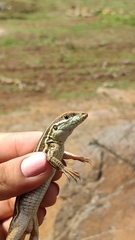 Aspidoscelis mexicanus