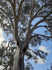Eucalyptus leucoxylon leucoxylon