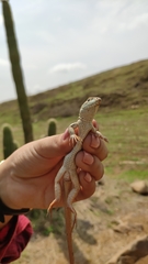 Aspidoscelis mexicanus