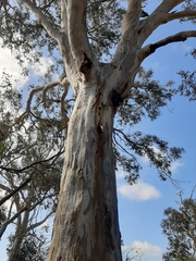Eucalyptus leucoxylon leucoxylon