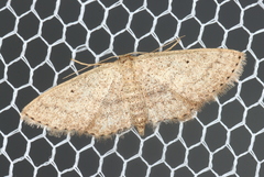 Scopula hypochra
