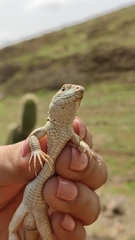Aspidoscelis mexicanus