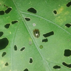 Agroiconota propinqua