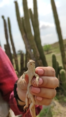 Aspidoscelis mexicanus