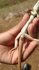 Aspidoscelis mexicanus