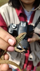 Aspidoscelis mexicanus