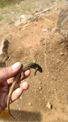 Aspidoscelis mexicanus