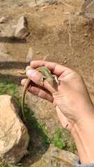 Aspidoscelis mexicanus