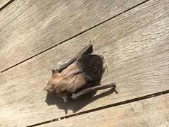 Chalinolobus gouldii