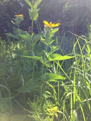 Heliopsis