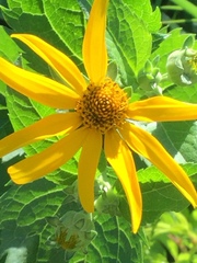 Heliopsis