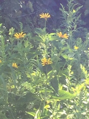 Heliopsis