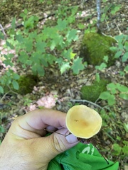 Infundibulicybe squamulosa