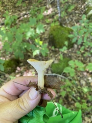 Infundibulicybe squamulosa