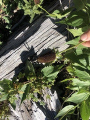 Rudbeckia occidentalis