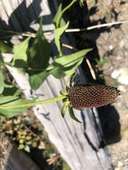 Rudbeckia occidentalis