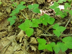 Hepatica