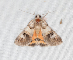 Drasteria ingeniculata
