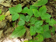 Hepatica