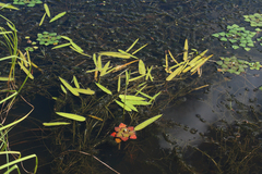 Sagittaria natans