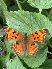 Polygonia oreas oreas