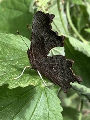Polygonia oreas oreas