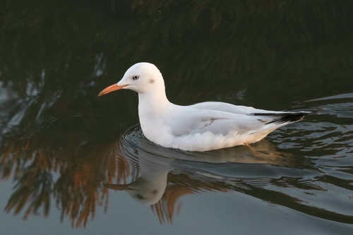 Slender-billed Gull