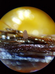 Comatricha vineatilis