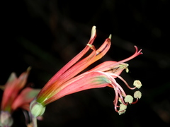 Alstroemeria stenopetala