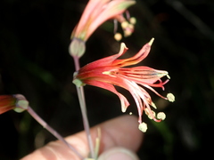 Alstroemeria stenopetala