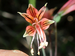Alstroemeria stenopetala