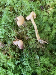 Cudonia lutea