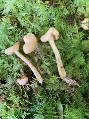Cudonia lutea