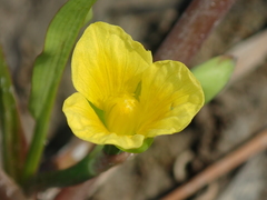 Limnocharis